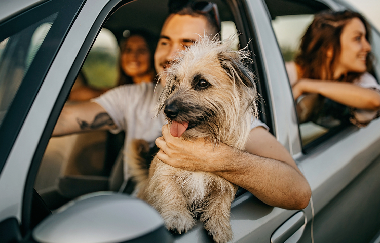 A dog looks out the car window while three people sit inside, smiling, during a daytime drive.
